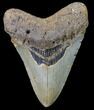 Bargain, Fossil Megalodon Tooth - North Carolina #80082-1